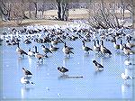 I couldn't resist. These geese looked so funny trying to walk on the ice at the South Gate pond on Monday.