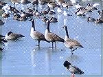 More geese on the South Gate pond. 