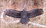 Photo taken by Judy Duckworth at the &quot;Bird of Prey Photoshoot&quot; Saturday, 2/17/07, at Pocomoke State Park, Shad Landing.