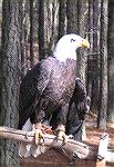 Bald Eagle digital photo from &quot;Birds of Prey Photoshoot&quot; at Shad Landing, Pocomoke State Park,on 
Saturday, 2/17/07.

Photo by Judy Duckworth.