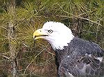 This bald eagle with an injured wing is being cared for at the aviary at Pocomoke River State Park, Shad landing. Photo taken at the "Birds of Prey Photoshoot," on Saturday, 2/17/07. Photo by Judy Duc