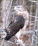 The injured broad-winged hawk in this photo resides at the aviary at Pocomoke State Park, Shad Landing.

I took his photo at the &quot;Birds of Prey Photoshoot&quot; on Saturday, 2/17/07.  -- Judy D