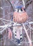 Photo of Kestrel taken at &quot;Birds of Prey Photoshoot&quot; at Pocomoke State Park, Shad Landing, on Saturday, 2/17/07, by Judy Duckworth.
