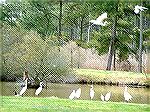 A group of egrets sighted on Scott's Landing Road.  I wanted to get a picture of the lake.  Next thing I knew, all of these egrets came to pose for me.  They were gorgeous, coming and going.