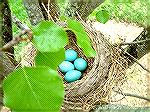 Spring is near.  Beautiful robin's eggs.  Mom was on a break from nest duty.