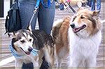 Therapy dog King takes a stroll on the Boardwalk with his friend Winter who is hoping to be adopted from the Humane Society. The walk is the largest fundraiser for the Humane Society