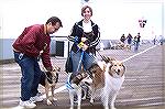 The annual fund raiser for the Humane Society, walking the dogs on the Boards, takes place in Ocean City on the last Saturday in April. King the collie is walking with a couple of friends who hope to 