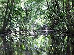 A typical scene on the James Branch above Records Pond in Laurel, DE.  (For a 6/24/2007 Kayak trip report on the message board: Message #464151.)