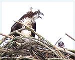 An osprey on its nest at the intersection of Watts Creek and Choptank River near Denton, MD is unhappy about my approach.  6/25/2007.
(For use in kayaking report, Msg# 467377.)