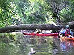 6 ft. 2 viking paddler folds to fit under a low tree trunk on the Tuckahoe River north of Hillsboro, MD.  6/26/2007  She made it.
(For kayaking trip report, Msg# 467377.)