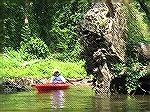 The way around this tree that had fallen across the Tuckahoe River was to paddle through the hole left by the root ball.  6/26/2007
(For a kayaking trip report, Msg# 467377.)