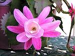 I took this close-up image of a Cactus Flower from a plant I had grown from cuttings a year and a half ago. This is the first season the cactus plant bloomed!

Judy Duckworth