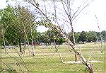 This is photo of Sports Core pool area trees planted as a buffer between the library area and what the county thought might be a not-so-good-looking pool enclosure. Let's hope the enclosure lasts long