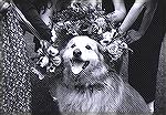 Raye Gillette-Whaley's photos of dogs will be on display at the Adcock Studio & Gallery in Snow Hill in August. A reception is planned for First Friday, August 3 from 5 to 8 p.m. The public is invited