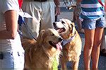 These two Golden Retrievers had a gay old time at the Snow Hill Dog Days of Summer event held in August.