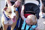 Kaitlyn lets her dog Shannon know who gets the best seat in the stroller and to be on good behavior as the parade is about to begin at the Snow Hill "Dog Days of Summer" event. 