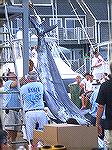 Top Blue Marlin when I left tonight weighted in at 570 plus pounds !!! First day at the Open Tournament in Ocean City