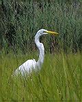 An egret seen while kayaking on Manklin Creek and its branches.
(For Msg. #483714)