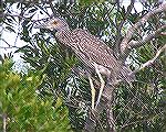 An immature yellow-crowned night heron seen while kayaking at Assateague 8/26/2007.  See Msg# 485300 
(Photo by Lynn Kohler)