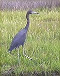 One of several little blue herons seen while kayaking at Assateague 8/26/2007.  See Msg# 485300.
(Photo by Lynn Kohler)