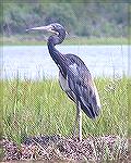 A tricolored heron seen while kayaking at Assateague on 8/26/2007.  See Msg# 485300.
(Photo by Lynn Kohler)