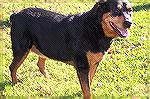 Wendy is a 4 year old Rottweiler that has an exteemly friendly temperament. She is crate trained, good with other dogs and would make a great pet for someone who understands the breed. Wendy can be se