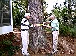 Ed Malone (left) and Jack Barnes measure Ed's pine tree. At 93.5 inches it is the largest pine treee found in Ocean Pines as of 11/16/2007.