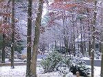 Still a touch of fall at the last brief snow event.