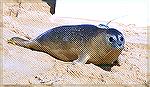 This seal(Secca) was put back in the sea this morning on 40th street in Ocean City. It had been stranded on 145th street on January second.