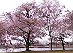I took this photo on the one-day bus trip to Washington, DC, sponsored by the OPA Parks and Recreation Dept.  It was misty and drizzly all day, no sun at all, and the cherry blossoms appeared to have 
