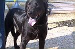 Shown here at the Humane Society Board Walkin for Pets is Jenny, a two year old lab mix. Great personality, good with other dogs and available for adoption at the Humane Society on Rt 611 in W. Ocean 