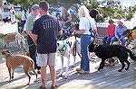 Dogs get a chance to say hello to a great variety of friends at the Humane Societys Board Walkin for Pets in Ocean city.