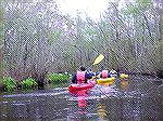 4/27/2008:  Kayakers participate in the DLITE Delmarva Birding Weekend paddle on Prime Hook Creek in the Prime Hook National Wildlife Refuge.

(Photo for a kayaking trip report Msg#556829)