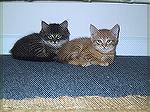 Two kittens who were rescued in OP, given all their shots, kept together and found a good home. 