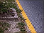 This encroaches the "clear zone" of the roadway.  Functional as they are, take a look at how close this mulch planter is to the edge of the road in the middle of Ocean Parkway.  If a car tire hits one