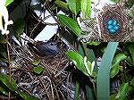 My husband found the nest with eggs in our lattice while mowing.  We thought they were robin eggs.  The next morning, I took the picture of the bird.  It's not a robin.  I thought maybe it was an East