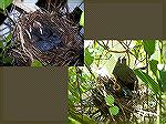 The babies look like they're chirping for food, but they are still and silent.