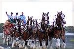 The famous Budweiser Clydesdales make on parade at the Ocean Downs race track.