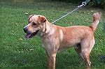 Brock appears to be a Chow/Shar-pei mix and would make an excellent family pet. He is a year or younger in age and very friendly. Brock is located at the Worcester County Humane Society located off RT