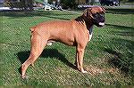 A beautiful,what appears to be a purebred boxer, His name is Cigar and he is about 2 years of age  and very friendly. Cigar is located at the Worcester County Humane Society located off RT 611 near Ea