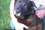 Teddy is an 11 year old Lab mix and is available for adoption at the Worcester County Humane Society. Teddy has been "institutionalized" meaning he has been at the Humane Society for a long enough per