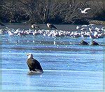 This eagle was just standing out on the ice of South Pond p perhaps looking for lunch?