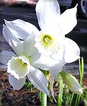 "Thalia" white daffodils bloomed in my garden this spring, from bulbs purchased through the Worcester County/Somerset County Garden Clubs.  Original cultivar is from 1916.

Judy Duckworth 