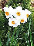 These fragrant "Geranium" daffodils bloomed for the first time in my garden this year. I purchased these bulbs through the Somerset County/Worcester County Garden Clubs last year.  These are historic 