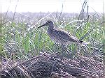 4/25/2009: A willet seen while kayaking on the Mispillion River with a Delmarva Birding Weekend group.

Photo for use with Msg.#663098 