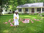 Stephen DeCatur graduate Jordan Hoffman proudly displays her diploma amidst a flock of pink flamingos delivered to her home via Community Churchs Flamingo Flocking program.