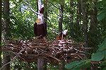 Eagles nest located off Seabreeze Road.