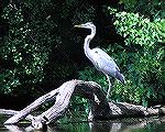 8/1/2009 –A great blue heron seen while kayaking near Millsboro Pond.
(Photo for use in Msg# 690958)