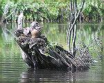 8/1/2009 – A duck seen while kayaking near Millsboro Pond allowed me to get fairly close.
(Photo for use in Msg# 690958)