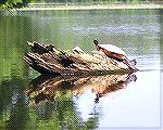 8/1/2009 – Many large turtles were out in the sun on Millsboro Pond.
(Photo for use in Msg# 690958)